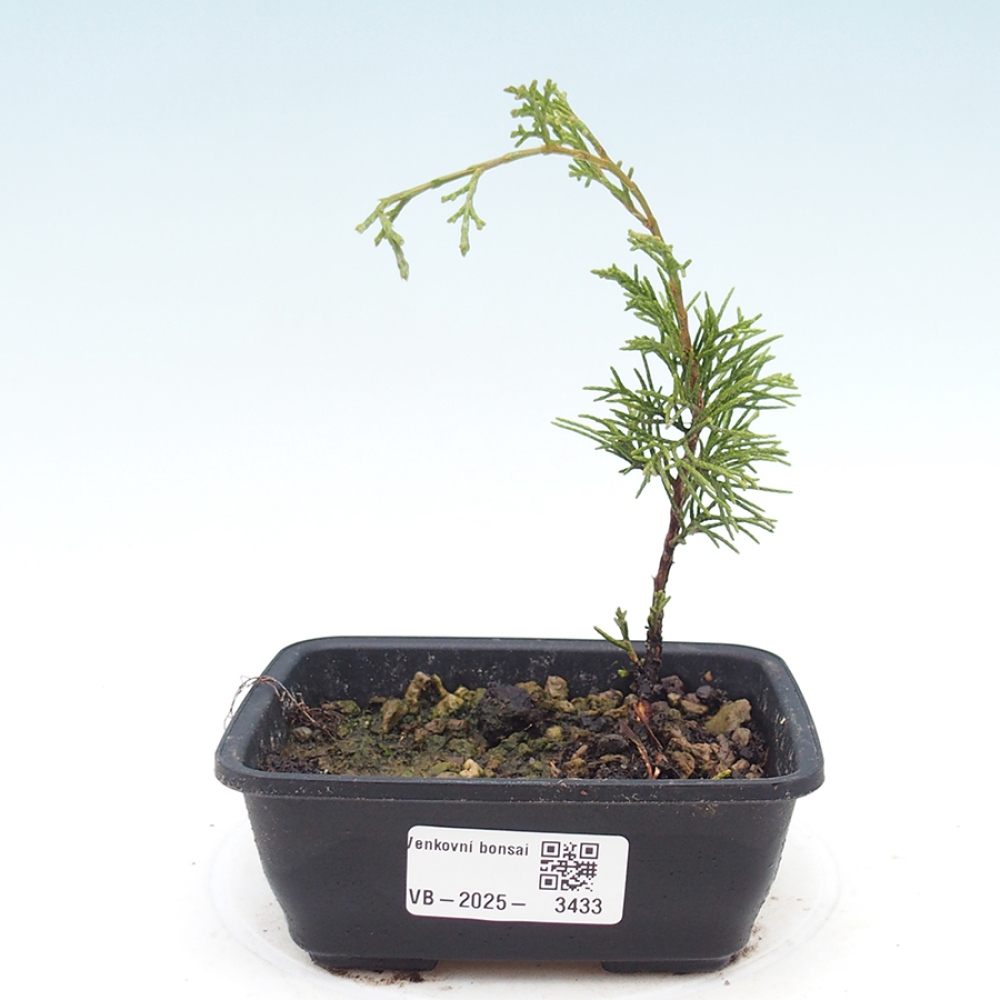Bonsai da esterno - Juniperus chinensis Itoigawa