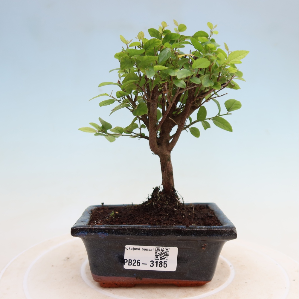 Camera bonsai - Sageretia thea - Sageretia thea
