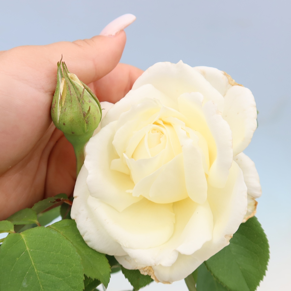 Bonsai da esterno - Rosa Kordes - rosa