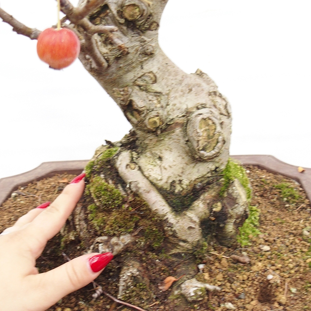 Bonsai da esterno -Malus halliana - Melo a frutto piccolo