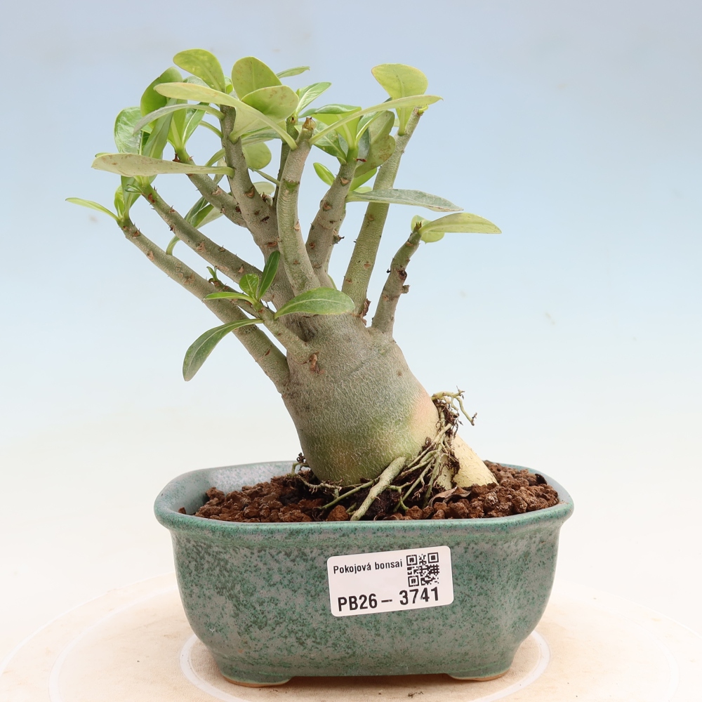 Bonsai da interno - Adenium obesum Red Star - Rosa del deserto