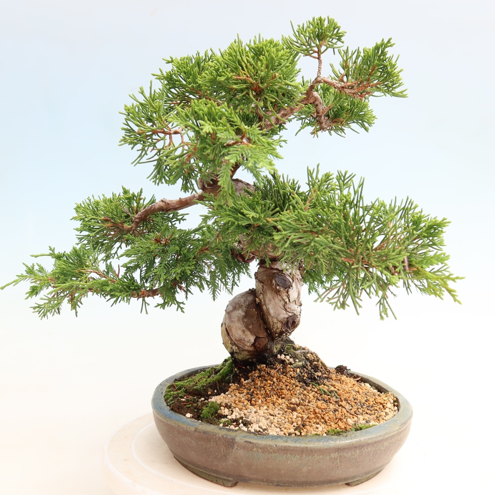 Bonsai da esterno - Juniperus chinensis Itoigawa-Juniperus chinensis