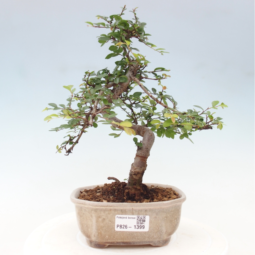 Camera bonsai - Ulmus parvifolia - Olmo a foglie piccole