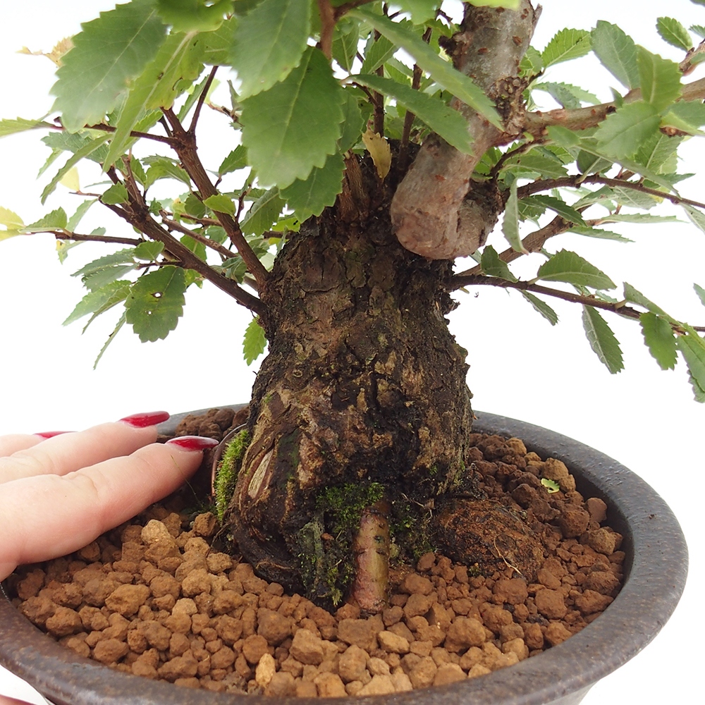 Bonsai da esterno - Zelkova - Zelkova NIRE