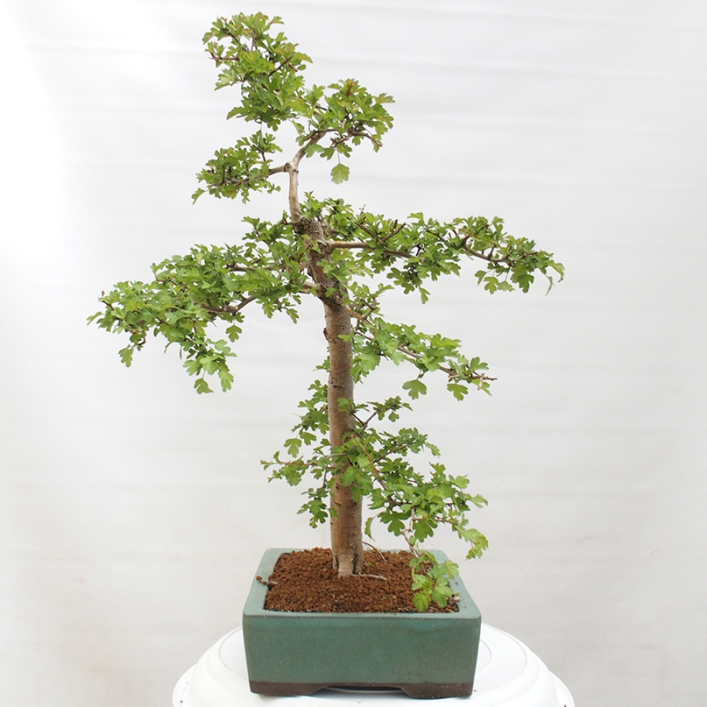 Bonsai da esterno - Biancospino - Crataegus monogyna
