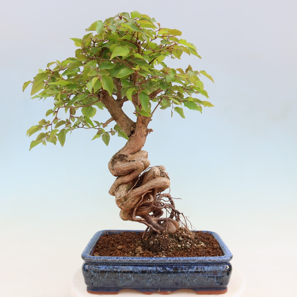 Bonsai da esterno -Carpinus Coreana - Carpino coreano