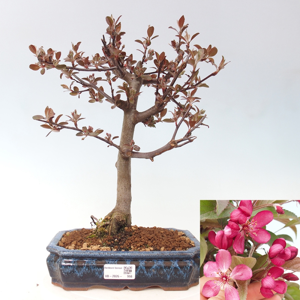 Bonsai da esterno -Malus domestica - Melo a piccoli frutti a foglie rosse