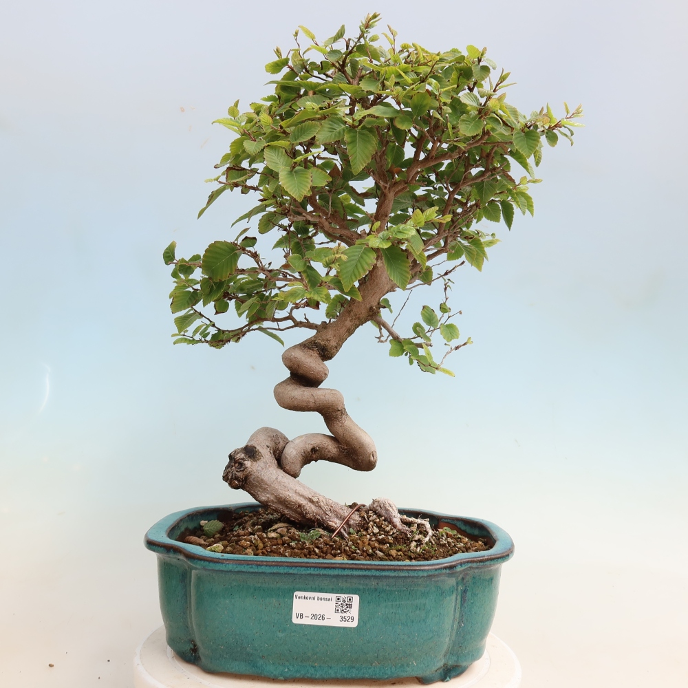 Bonsai da esterno -Carpinus CARPINOIDES - Carpino coreano