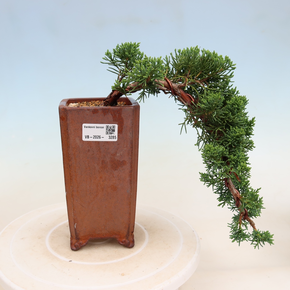 Bonsai da esterno - Juniperus chinensis Kishu