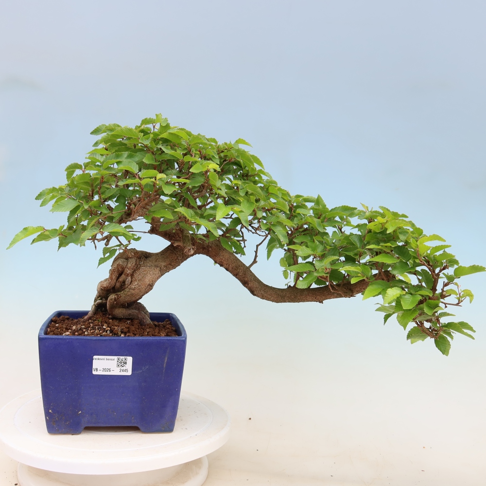 Bonsai da esterno -Carpinus Coreana - Carpino coreano