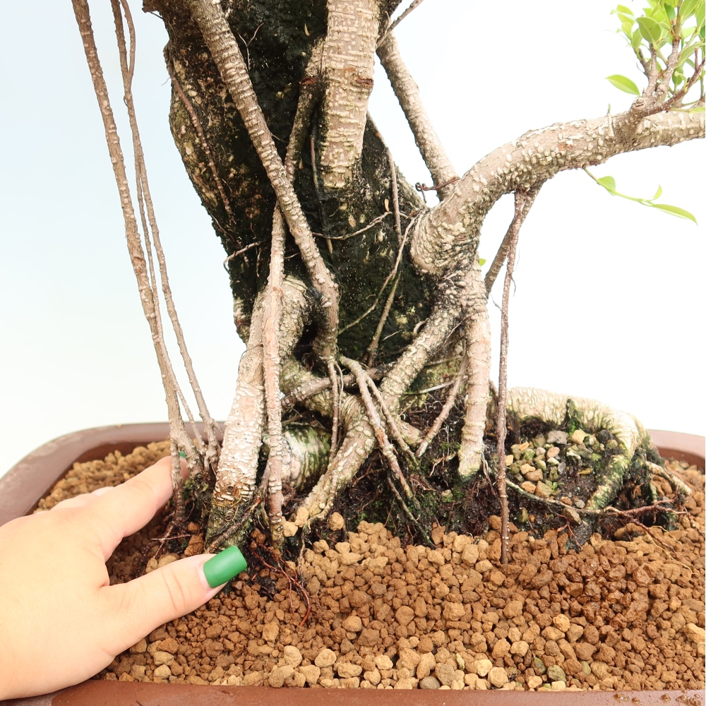 Camera bonsai - Ficus kimmen - ficus a foglie piccole