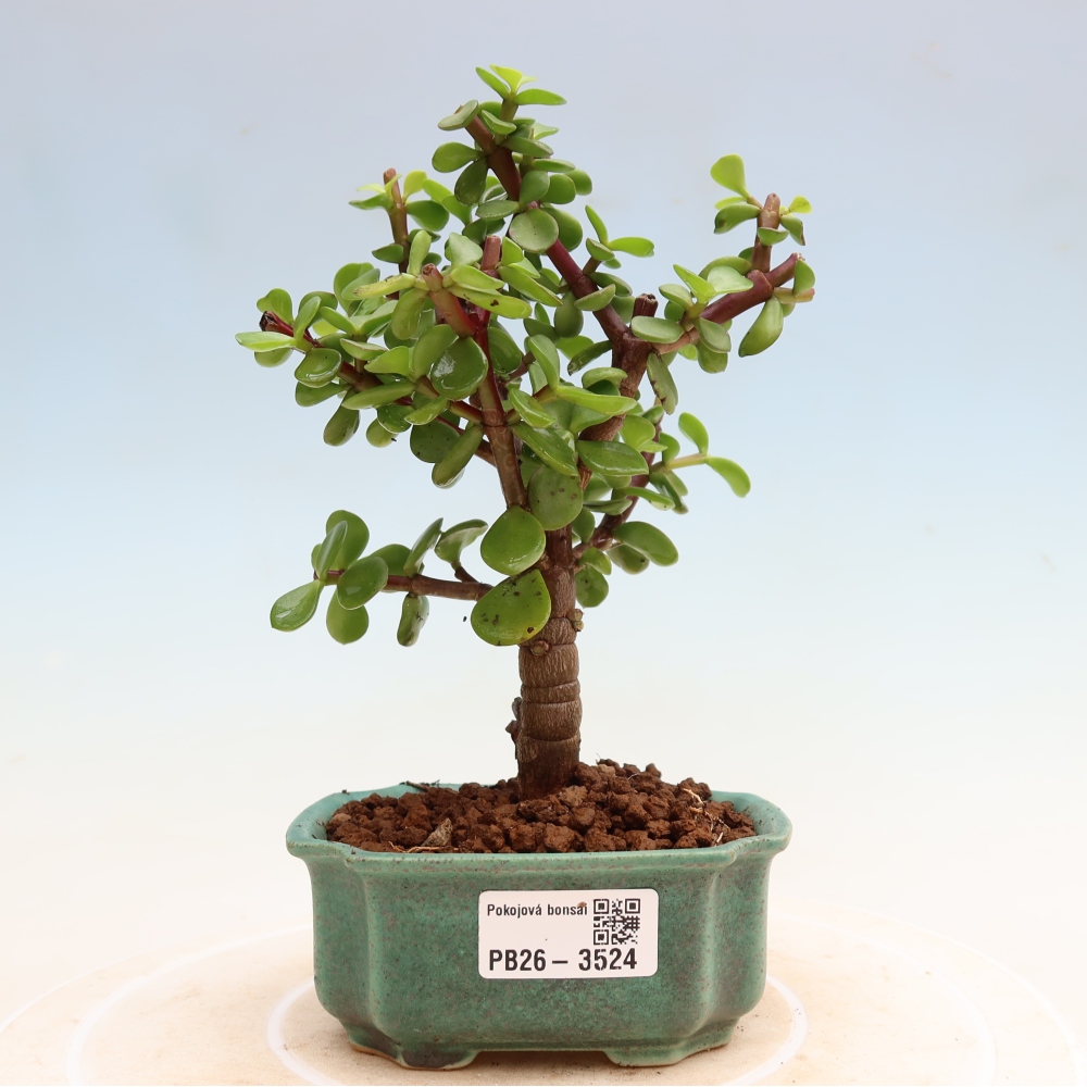 Camera bonsai - Portulakaria Afra - Tlustice