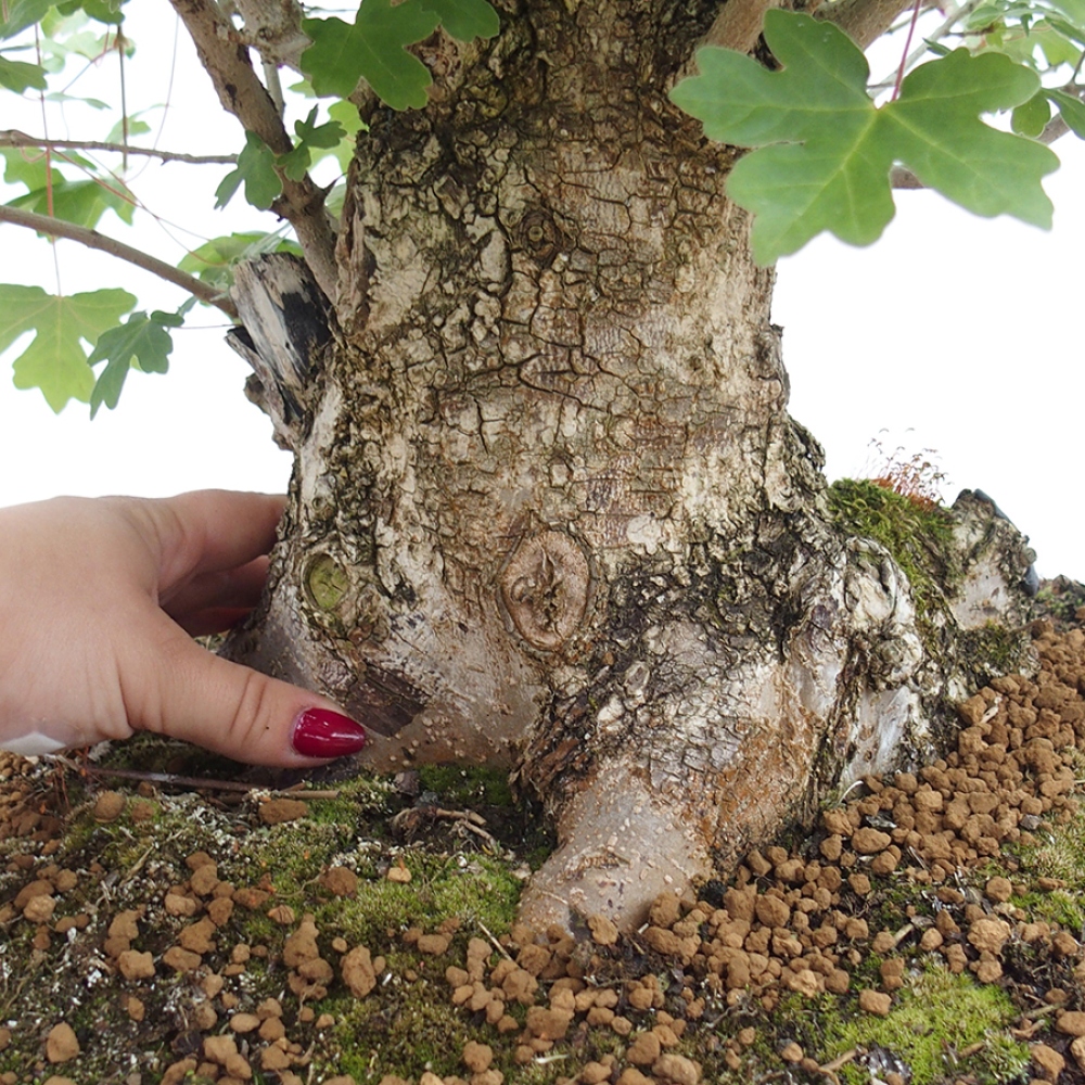 Bonsai da esterno -Javor babyka - Acer campestre