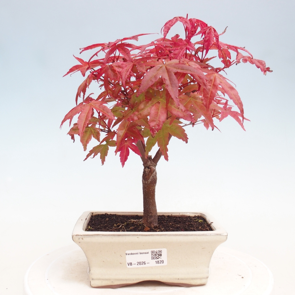 Bonsai da esterno - Acer palmatum DESHOJO