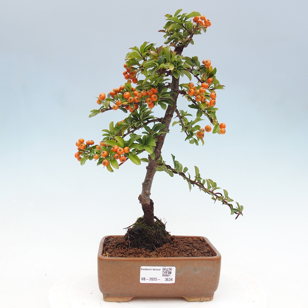 Bonsai da esterno-Pyracantha Teton -Hlox