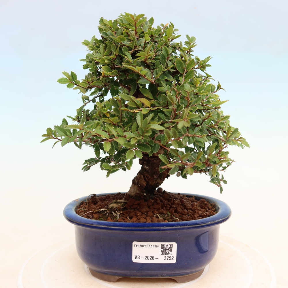 Bonsai da esterno - Zelkova - Zelkova NIRE