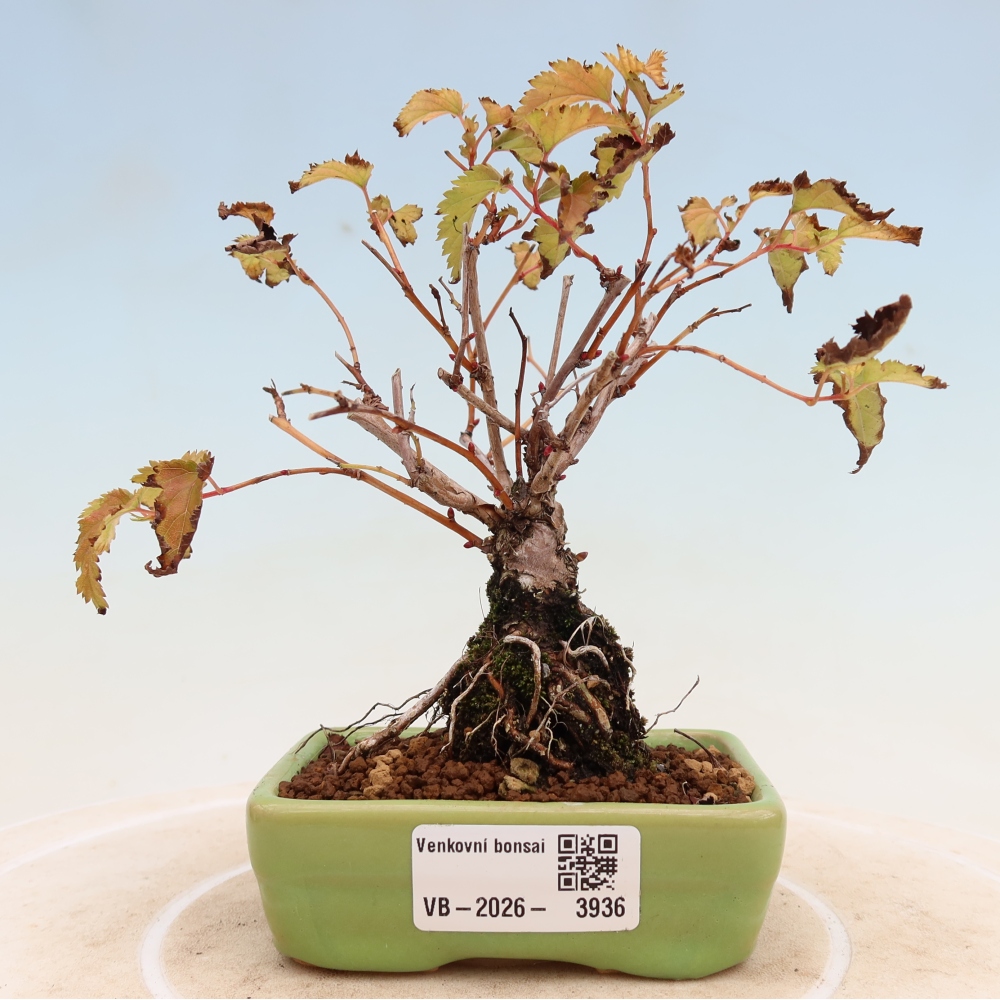 Bonsai da esterno - Stephanandra incisa - Stephanandra incisa