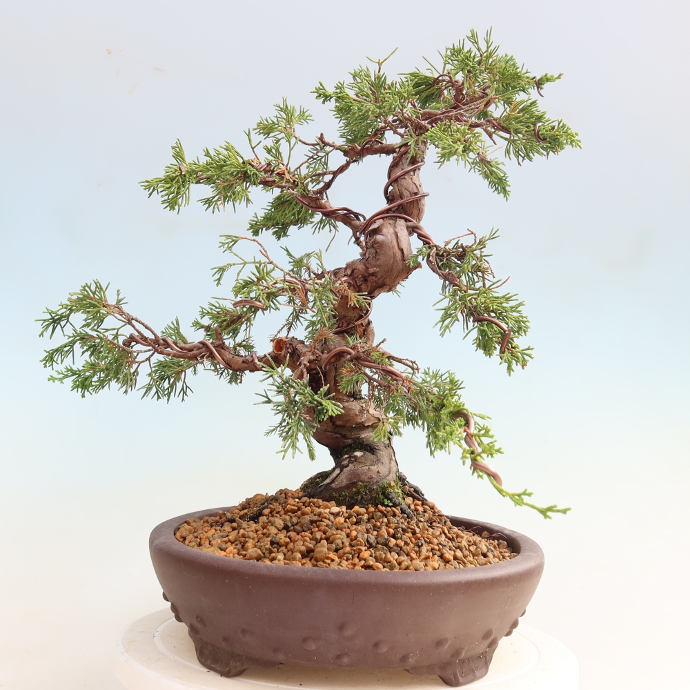Bonsai da esterno - Juniperus chinensis Itoigawa-Juniperus chinensis