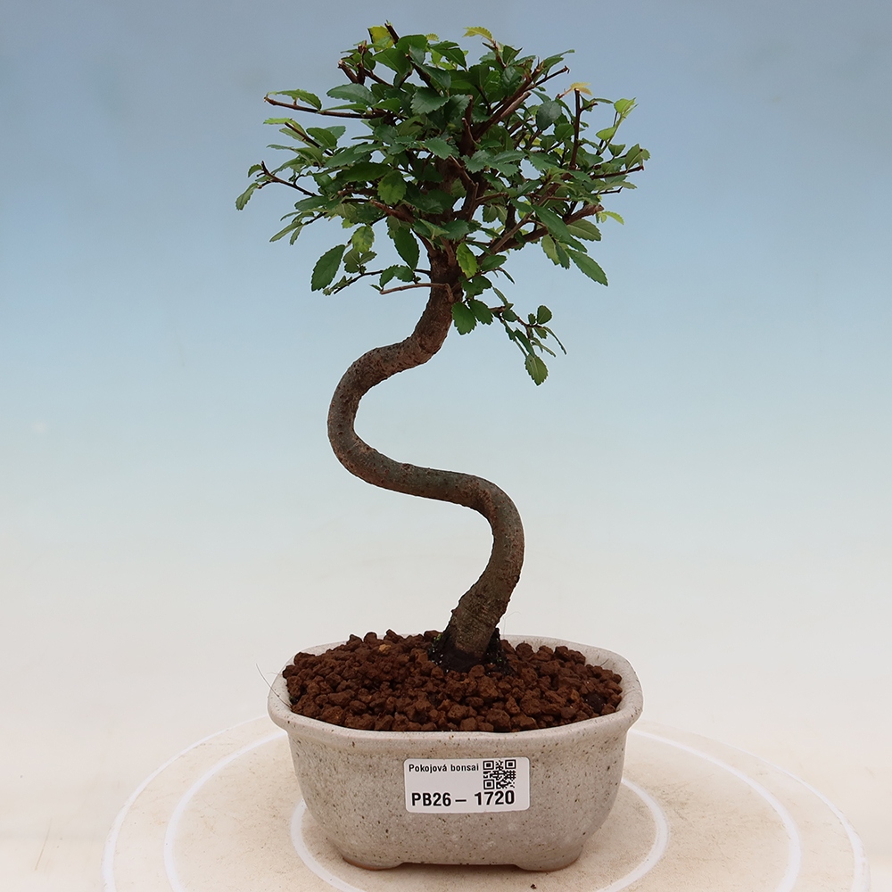 Camera bonsai - Ulmus parvifolia - Olmo a foglie piccole