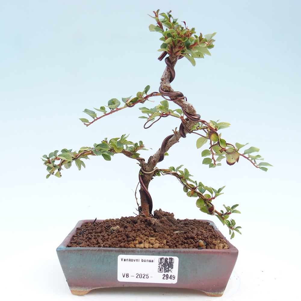 Bonsai da esterno - Cotoneaster horizontalis - Rocky Mountain