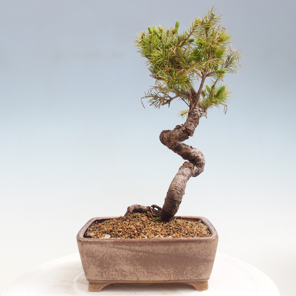 Bonsai da esterno - Abete rosso - Picea glauca globo