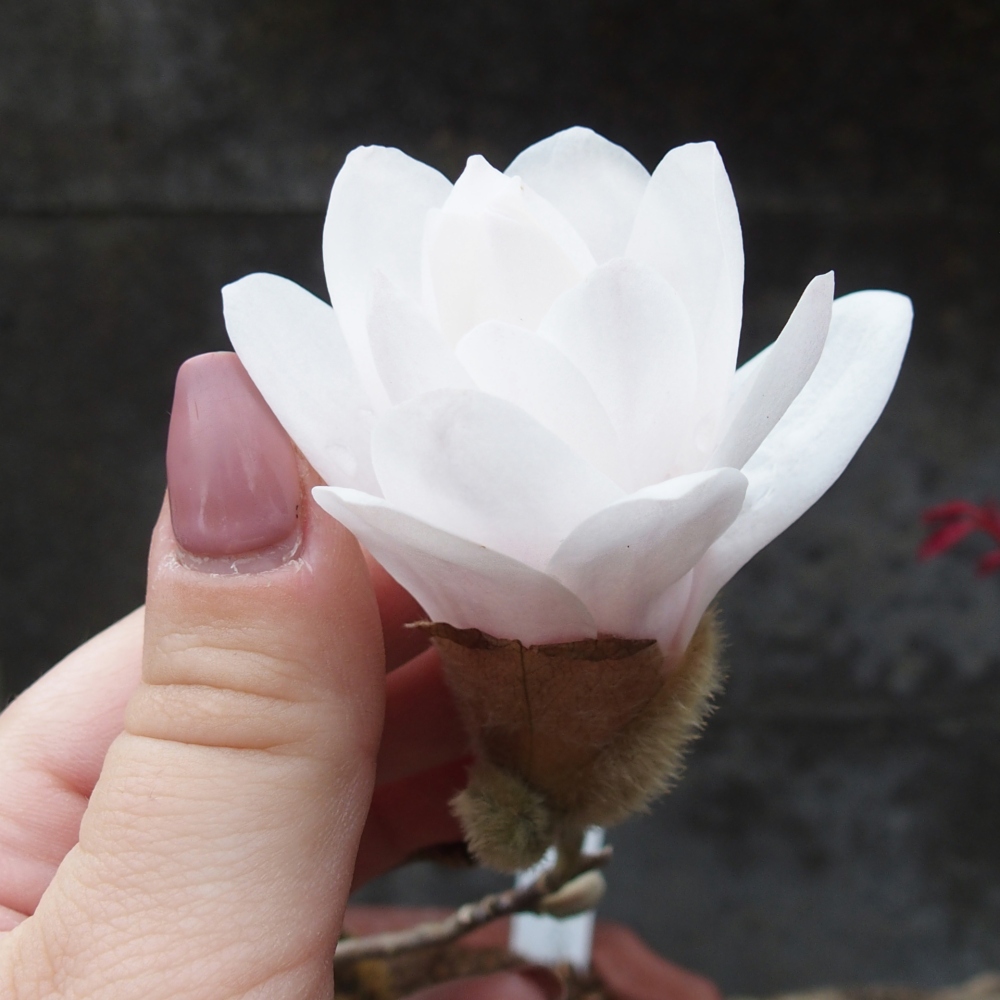 Bonsai da esterno - Magnolia stellata