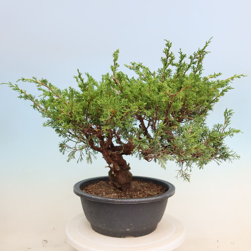 Bonsai da esterno - Juniperus chinensis Itoigawa-Juniperus chinensis