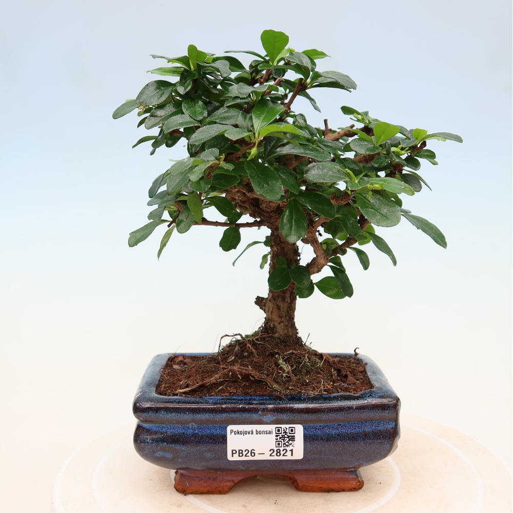 Camera bonsai - Carmona macrophylla - Tea fuki