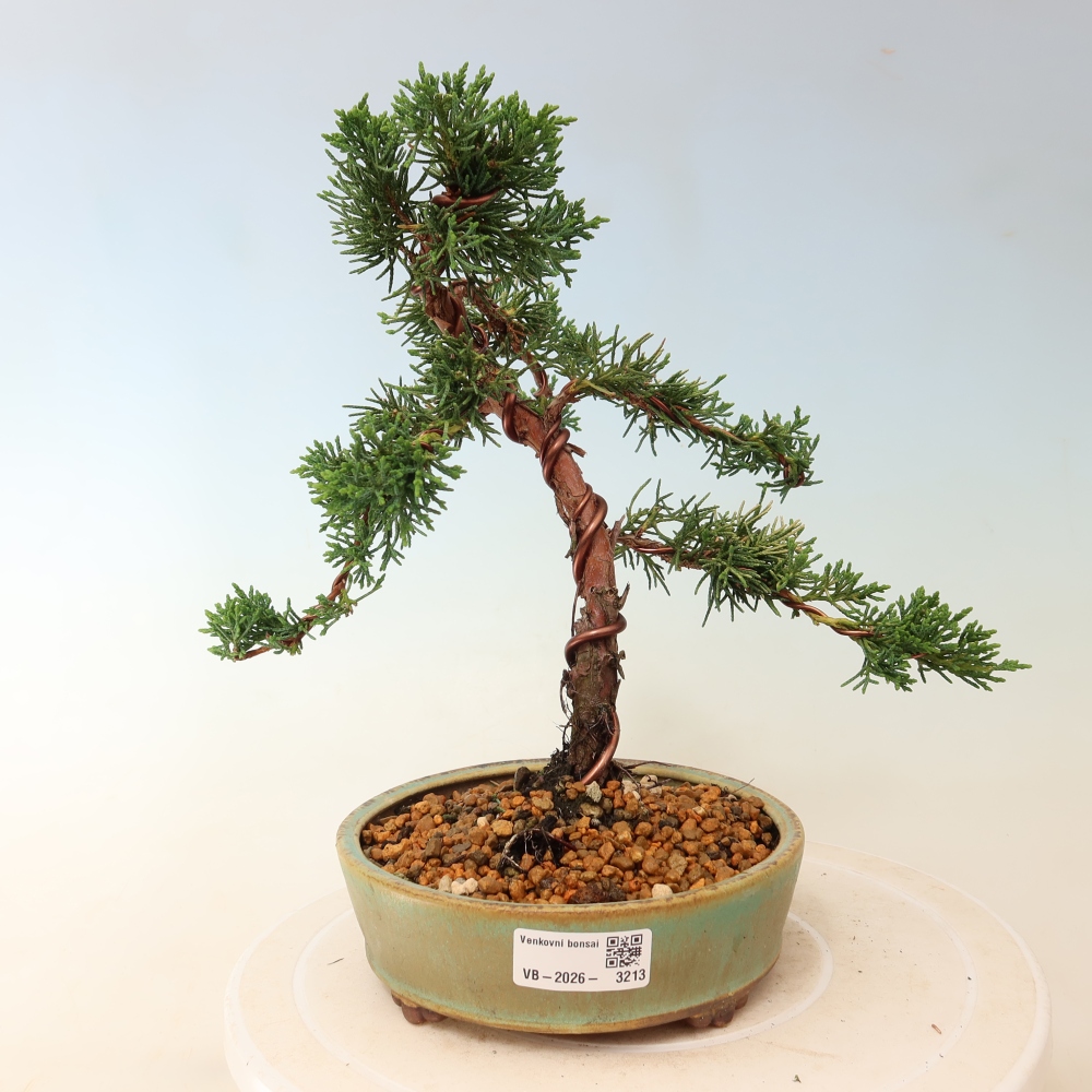 Bonsai da esterno - Juniperus chinensis Kishu