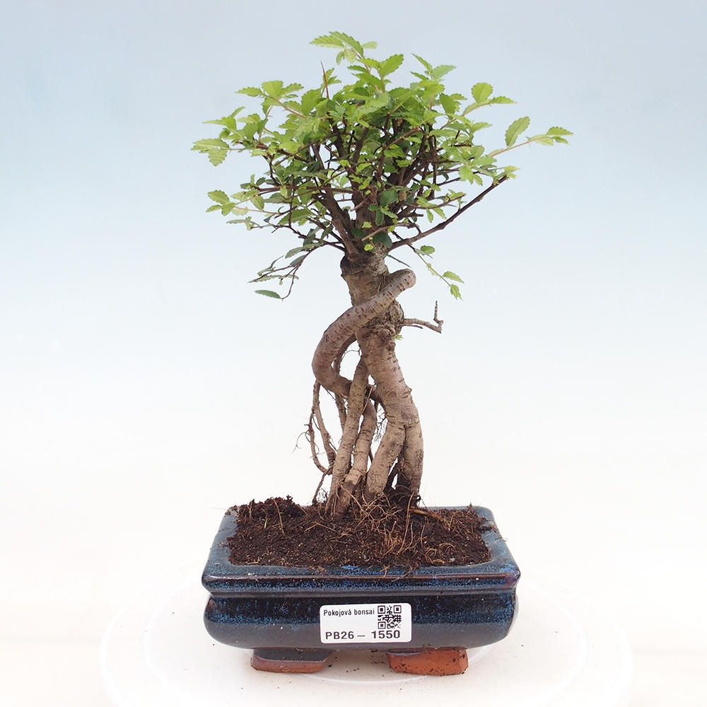 Camera bonsai - Ulmus parvifolia - Olmo a foglie piccole