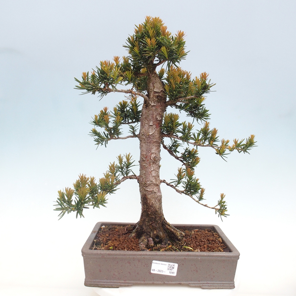 Bonsai da esterno - Taxus cuspidata - Tasso giapponese