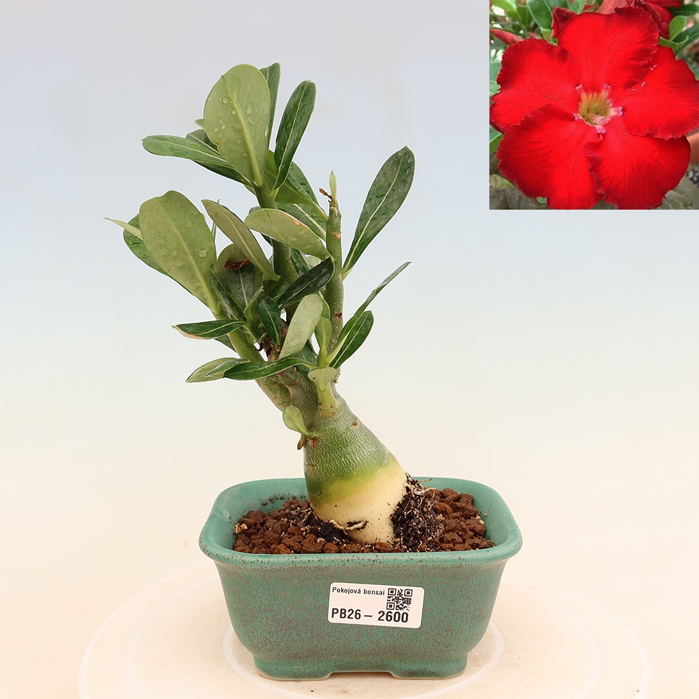 Bonsai da interno - Adenium obesum Red Star - Rosa del deserto