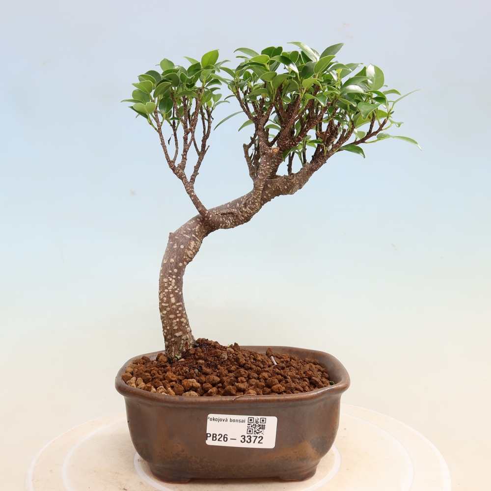 Camera bonsai - Ficus kimmen - ficus a foglie piccole