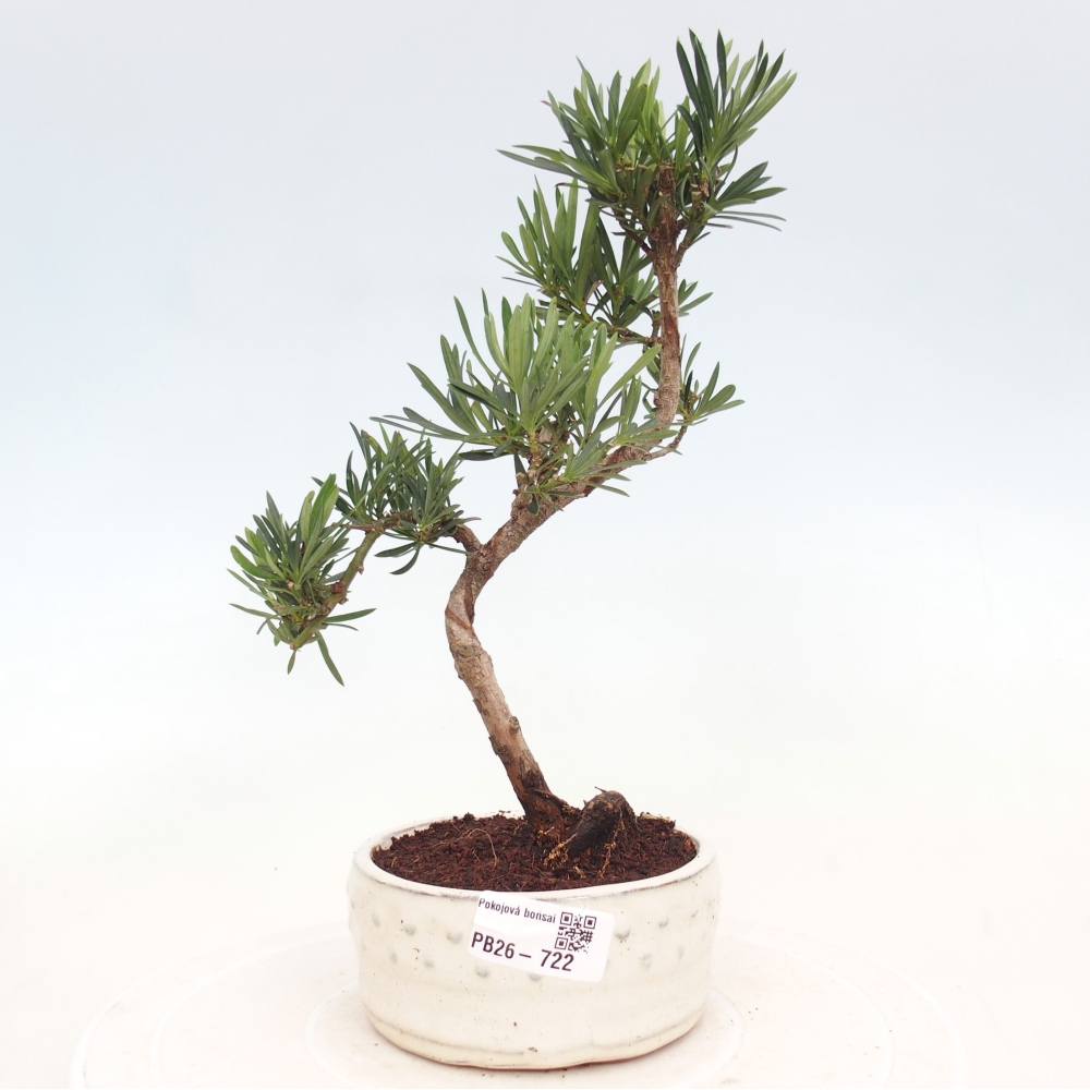 Camera bonsai - Podocarpus - Tasso delle pietre