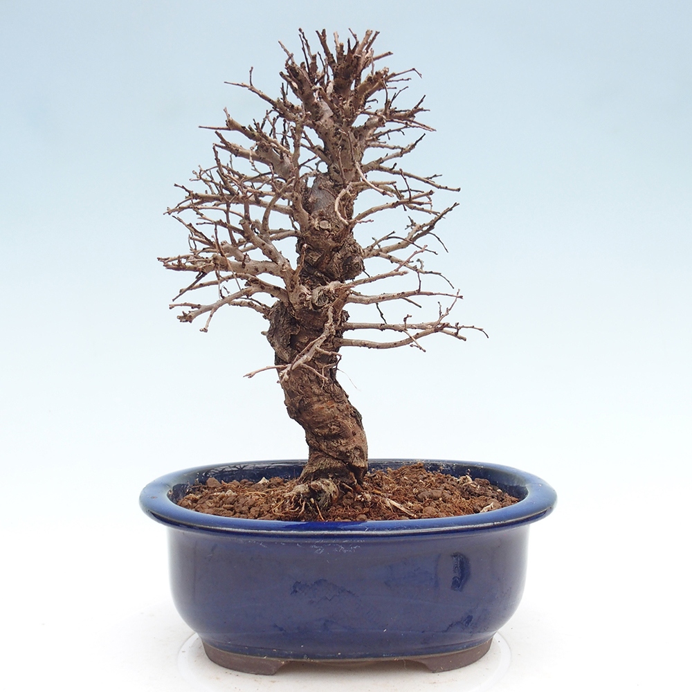 Bonsai da esterno - Zelkova - Zelkova NIRE