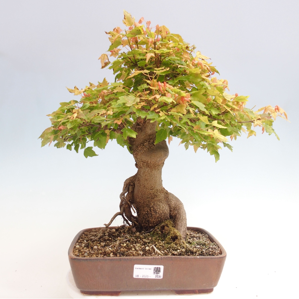 Bonsai da esterno - Acer Buergerianum - Acero di Burger