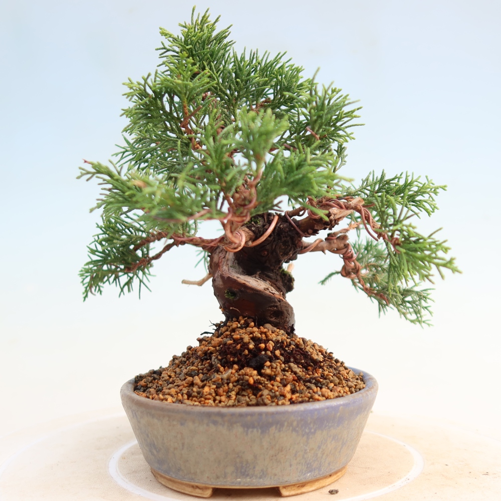 Bonsai da esterno - Juniperus chinensis Itoigawa