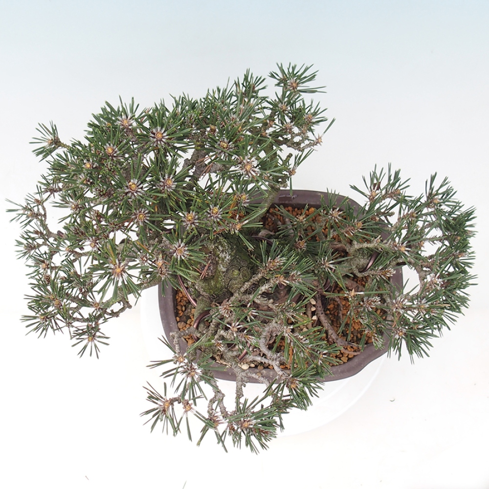 Bonsai da esterno - Pinus thunbergii Kotobuki - Pino di Thunberg