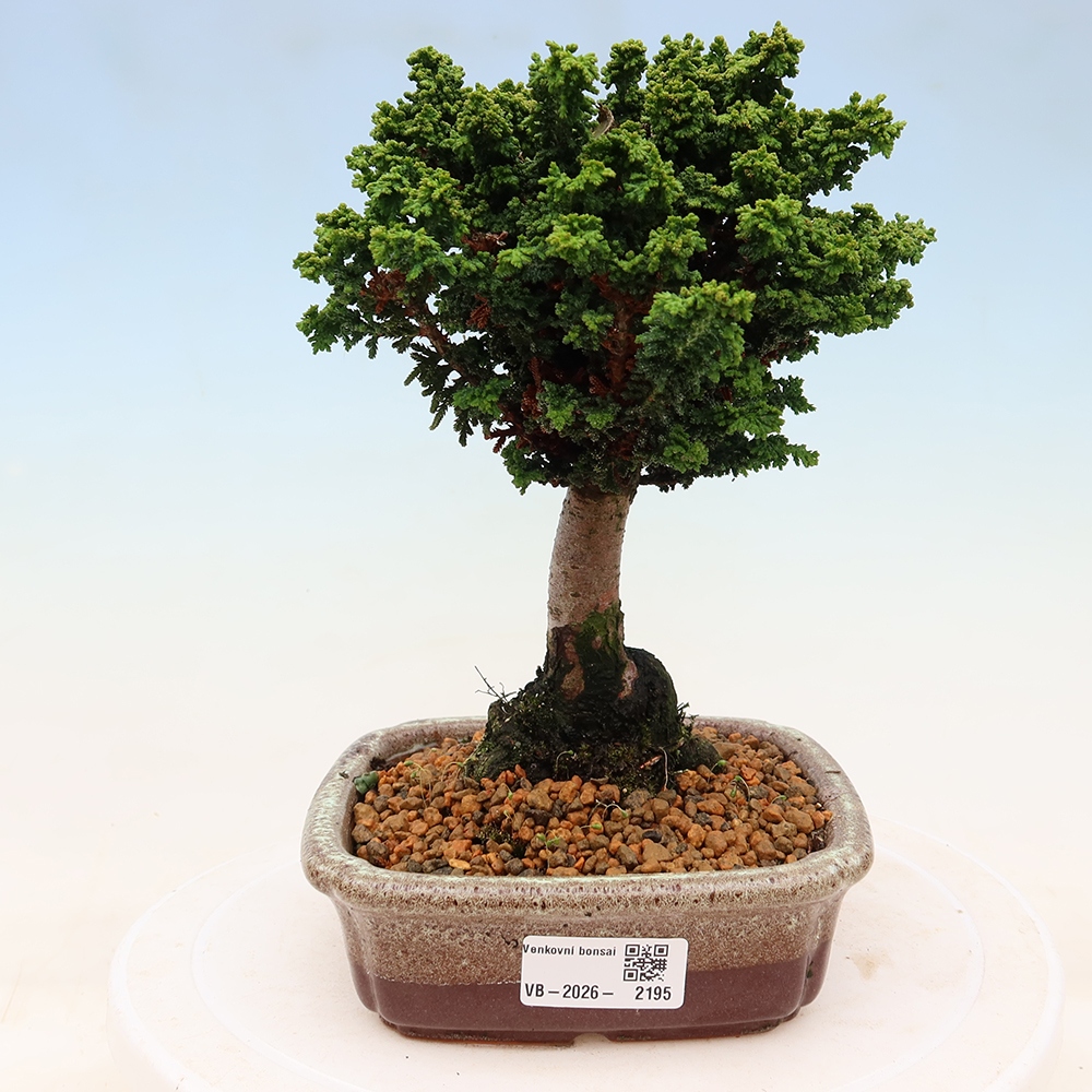 Bonsai da esterno - Cham. obtusa SEKKA HINOKI - Cipresso
