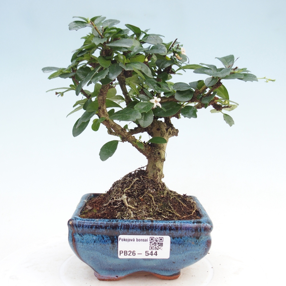 Camera bonsai - Carmona macrophylla - Tea fuki
