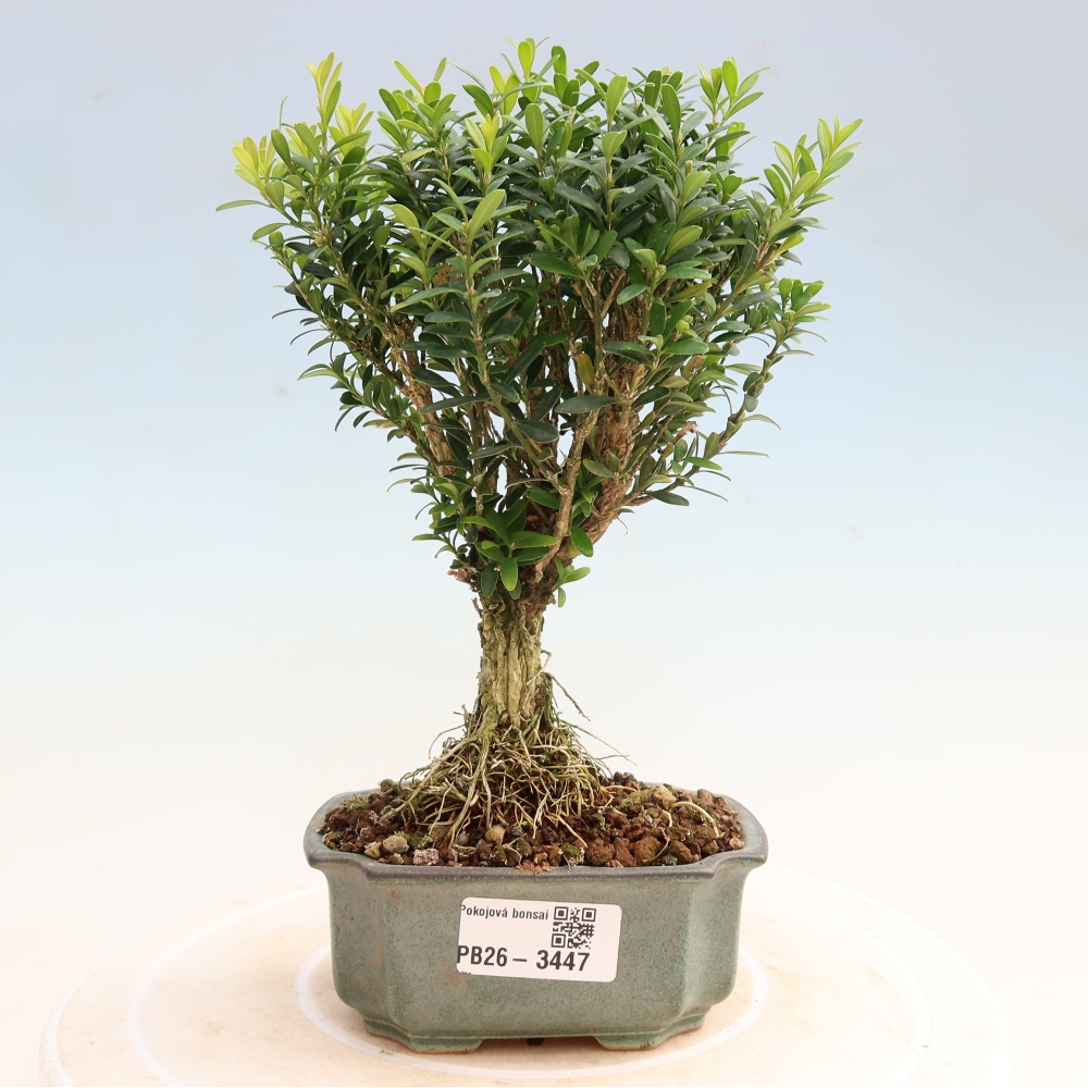 Camera bonsai - Buxus harlandii - buxus da sughero
