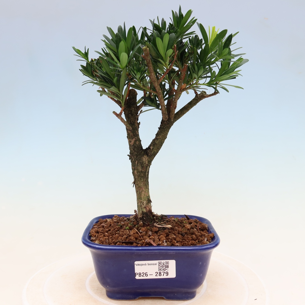 Camera bonsai - Podocarpus - Tasso delle pietre
