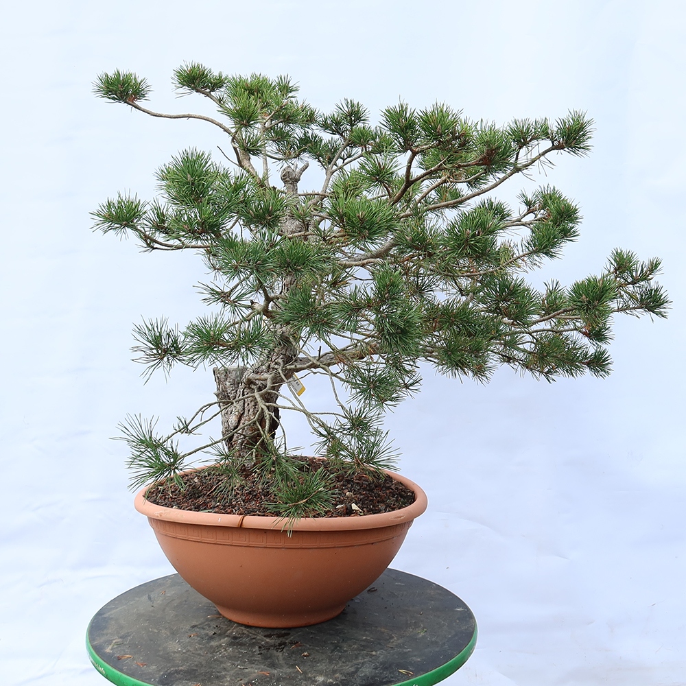 Pinus sylvestris Spagna - pino silvestre