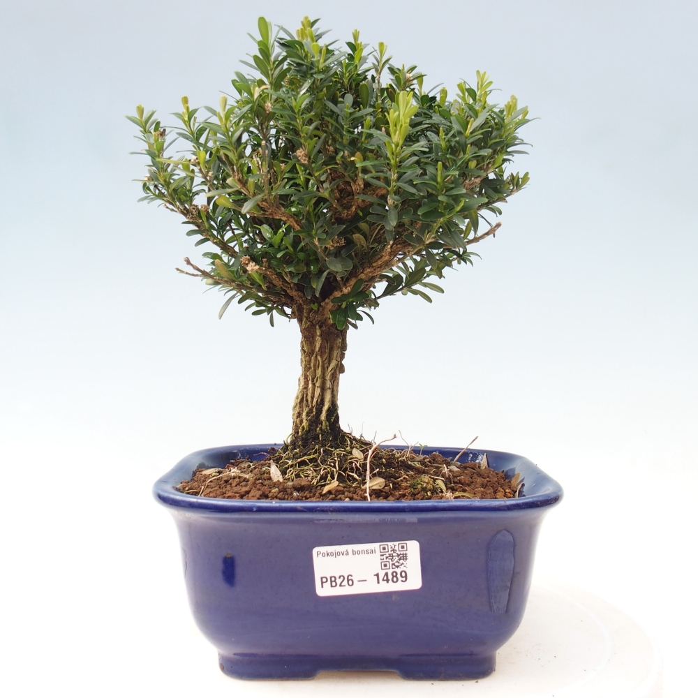 Camera bonsai - Buxus harlandii - buxus da sughero