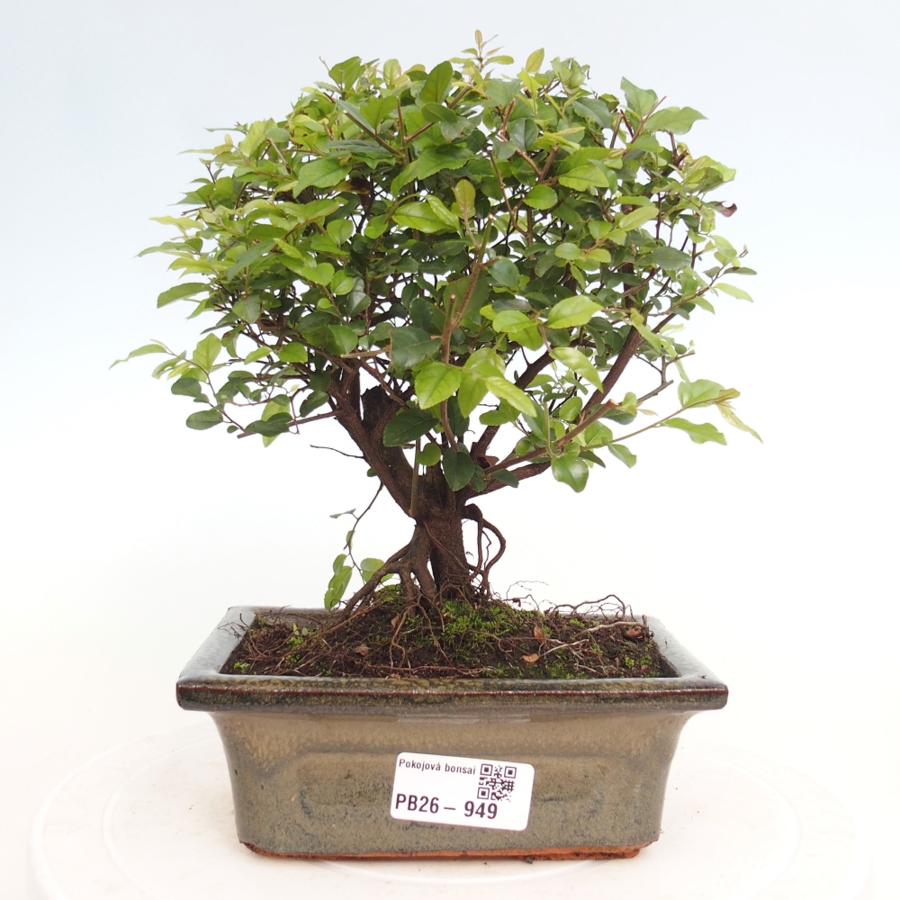 Camera bonsai - Sageretia thea - Sageretia thea