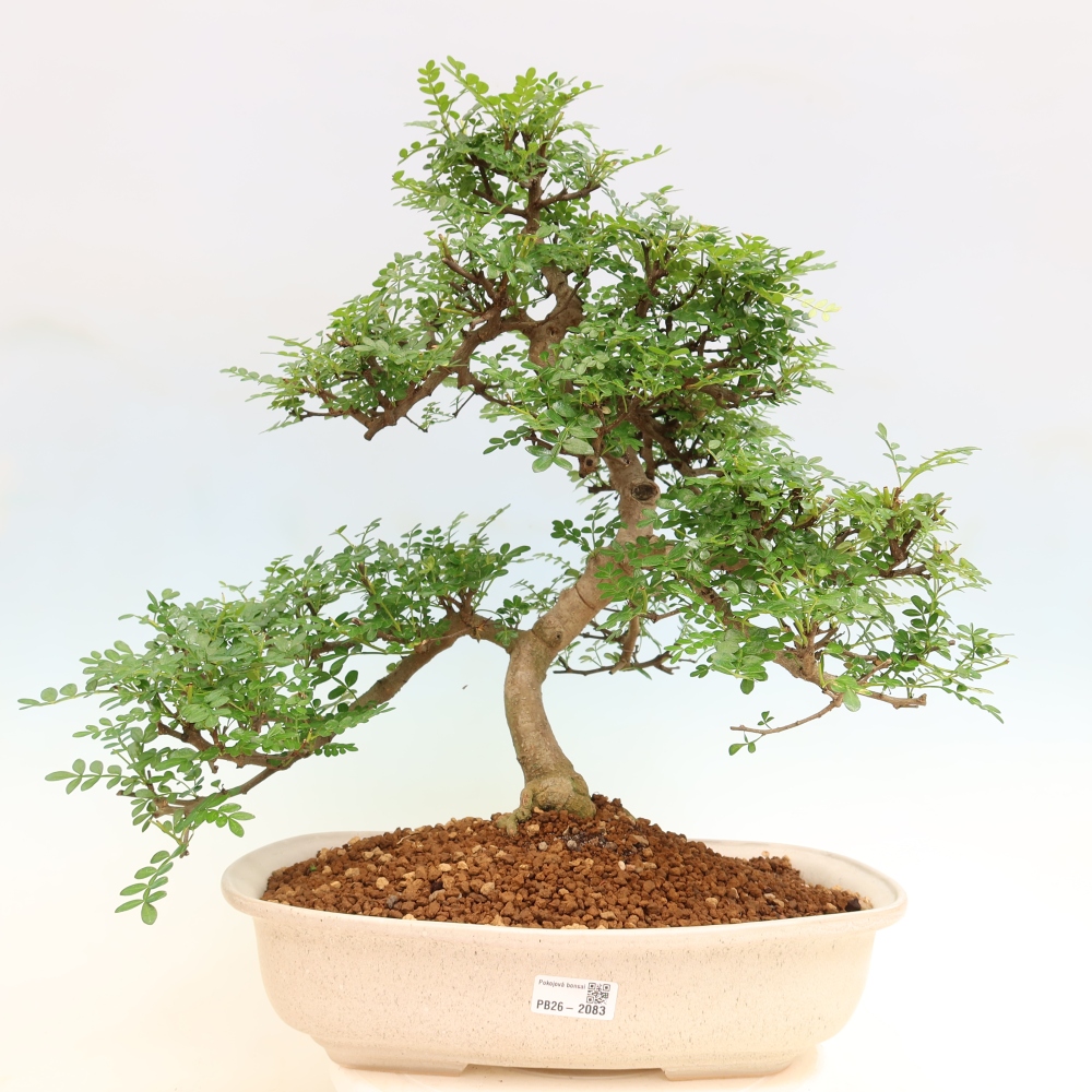 Camera bonsai - Zantoxylum piperitum - albero del pepe