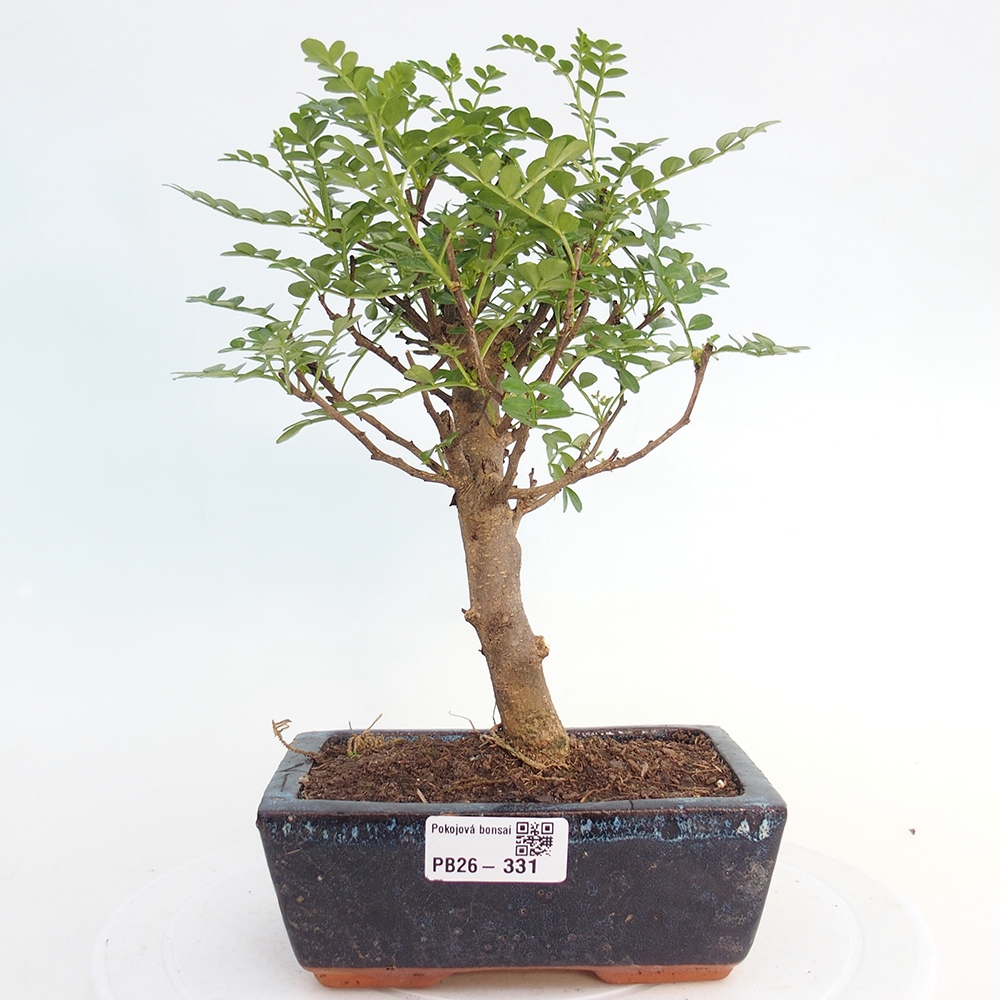 Camera bonsai - Zantoxylum piperitum - albero del pepe