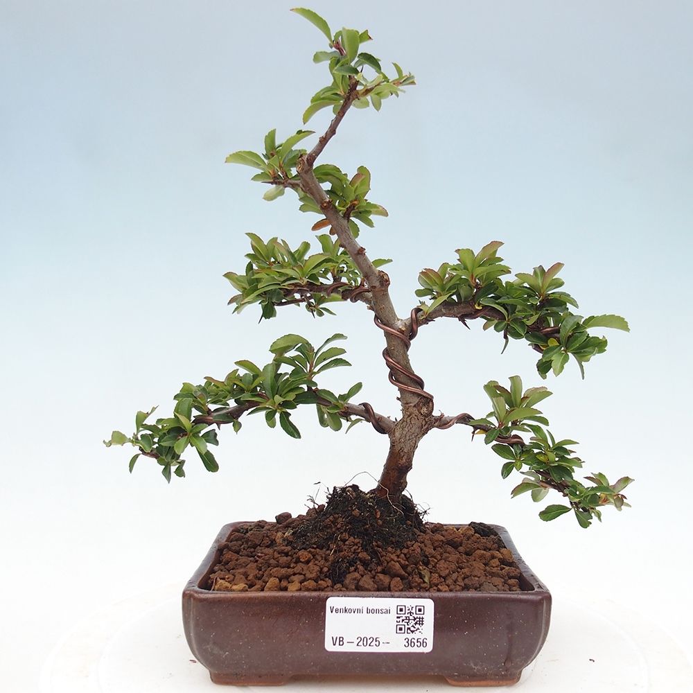 Bonsai da esterno-Pyracantha Teton -Hlox