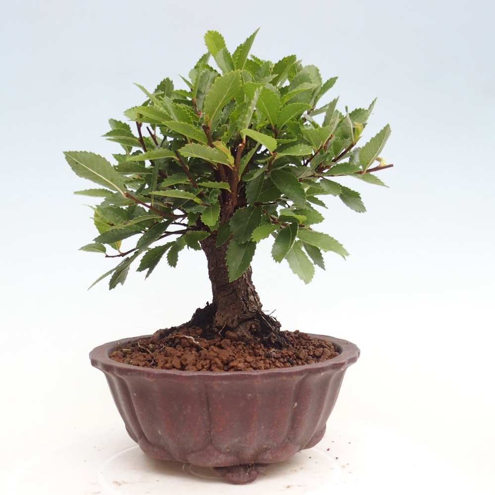 Bonsai da esterno - Zelkova - Zelkova NIRE