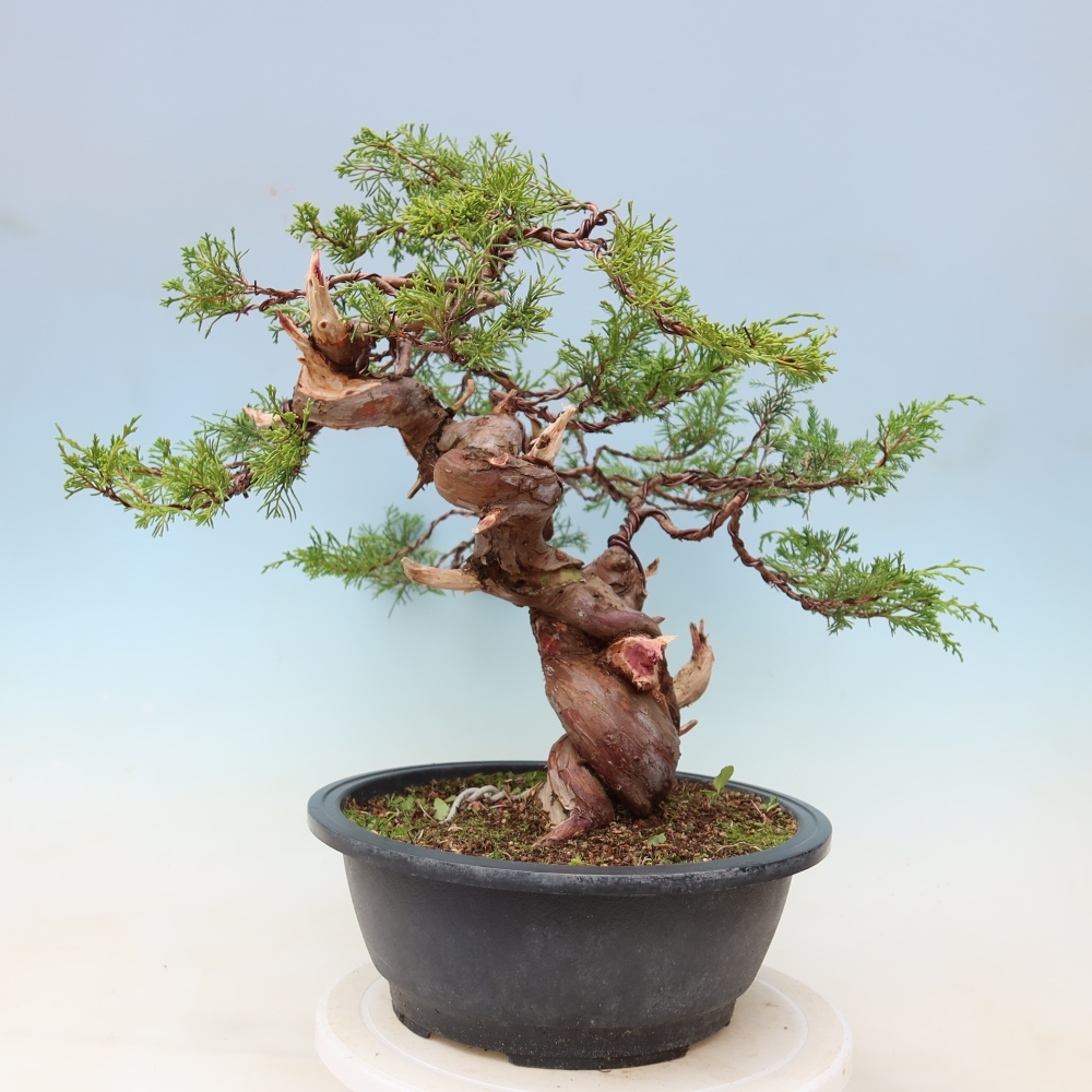 Bonsai da esterno - Juniperus chinensis Itoigawa-Juniperus chinensis
